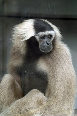 Female Pileated Gibbon 06