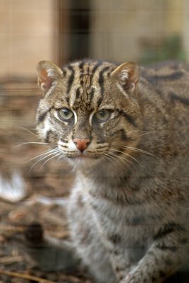 Fishing Cat 02