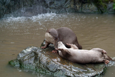 I Surrender - Smooth Coated Otters 07