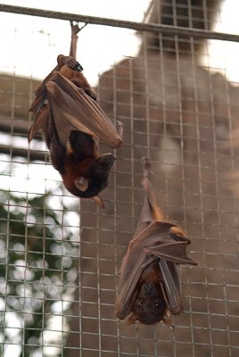 Little Red Flying Foxes 07