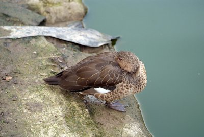 Madagascar Teal 01