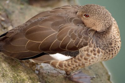 Madagascar Teal 03