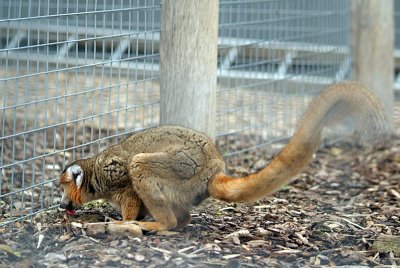 Male Crowned Lemur