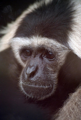 Male Pileated Gibbon 05