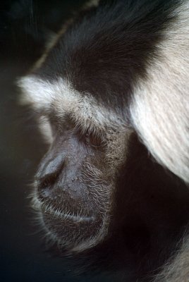 Male Pileated Gibbon 07