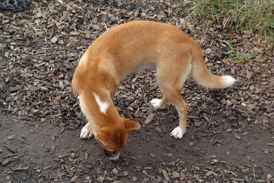 New Guinea Singing Dog 14