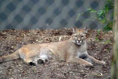 Puma Lying Down