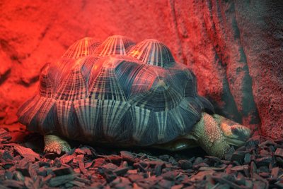Radiated Tortoise Under Heat Lamp 01