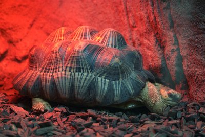 Radiated Tortoises