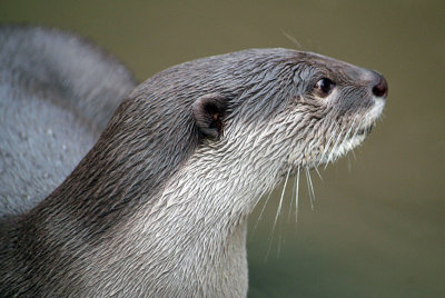 Smooth Coated Otter 07