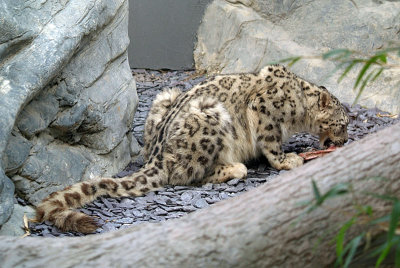 Snow Leopard Eating 02