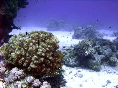 Coral Bommies on Seabed