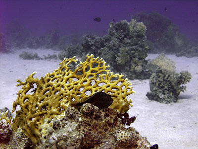 Fire Coral and Small Bommies Millepora Dichotoma