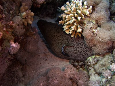 Giant Moray being Cleaned by Blue Stripe Cleaner Wrasse