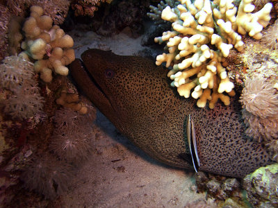 Giant Moray being Cleaned by Blue Stripe Cleaner Wrasse 02