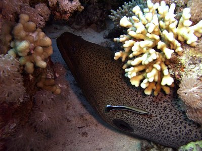 Giant Moray being Cleaned by Blue Stripe Cleaner Wrasse 04