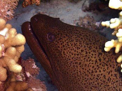 Giant Moray being Cleaned by Blue Stripe Cleaner Wrasse 05