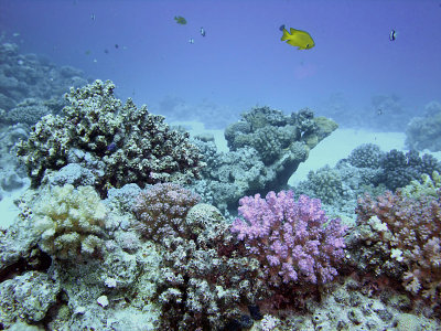 Hard Corals and Damselfish