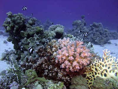 Hard Corals and Humbug Damselfish - Dascyllus Aruanus