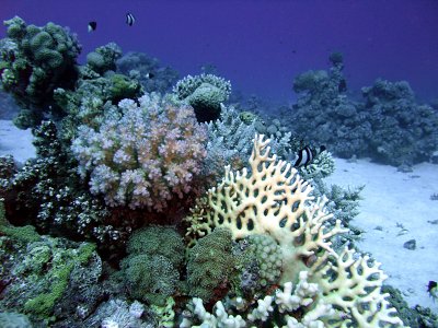 Hard Corals and Humbug Damselfish - Dascyllus Aruanus 02