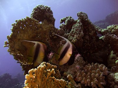 Pair of Red Sea Bannerfish and Fire Coral - Heniochus Intermedius