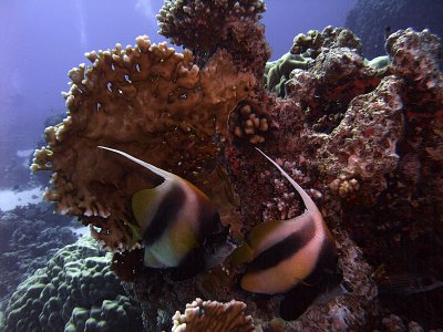 Pair of Red Sea Bannerfish and Fire Coral - Heniochus Intermedius 02