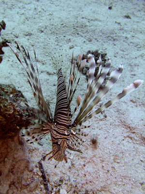 Common Lionfish from above - Pterois Volitans