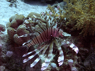 Common Lionfish from side - Pterois Volitans 02