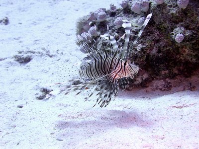 Common Lionfish from side - Pterois Volitans 03