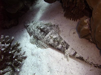 Crocodilefish on Sand - Papilloculiceps Longiceps