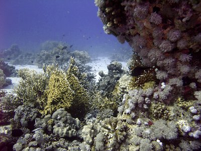 Selection of Coral including Fire Coral Millepora Dichotoma