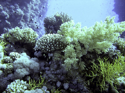 Selection of Hard and Soft Corals