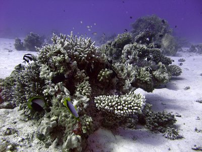 Small Bommie with Hard Corals