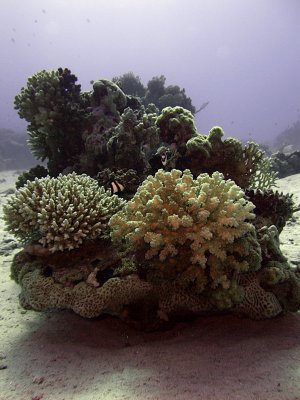 Small Bommie with Hard Corals and Humbug Damselfish - Dascyllus Aruanus