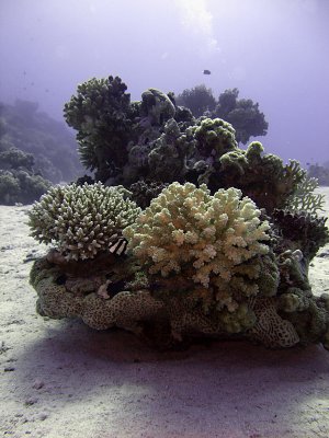 Small Bommie with Hard Corals and Humbug Damselfish - Dascyllus Aruanus 02