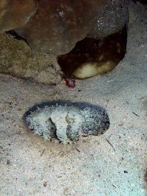 Small Cuttlefish over Sand