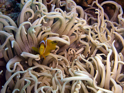 Small Two-Banded Anemonefish in Corkscrew Anemone -Amphiprion Bicinctus Macrodactyla Doreensis