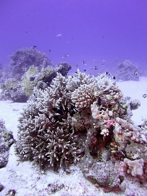 Staghorn Coral and Humbug Damselfish - Dascyllus Aruanus