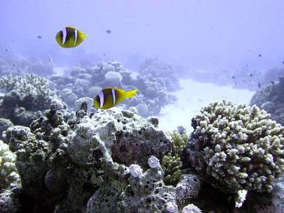 Two Two-Banded Anemonefish