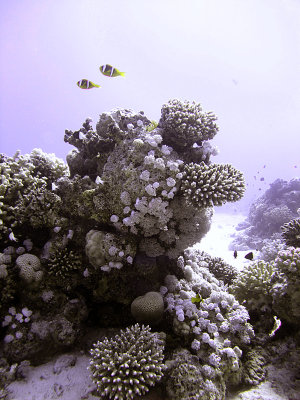 Two Two-Banded Anemonefish and Coral Bommie
