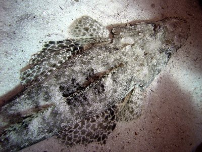 Crocodilefish on Sand - Papilloculiceps Longiceps 02