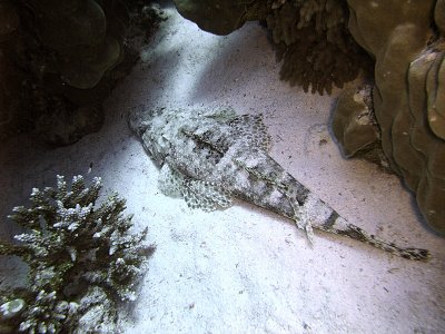 Crocodilefish on Sand - Papilloculiceps Longiceps 03