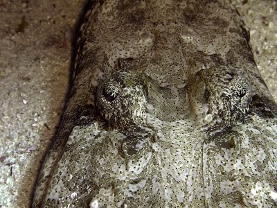 Crocodilefish on Sand Close-Up - Papilloculiceps Longiceps
