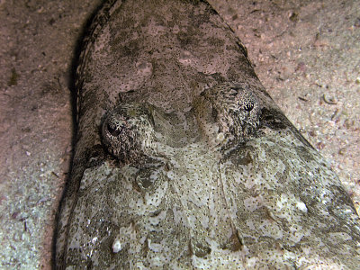 Crocodilefish on Sand Close-Up - Papilloculiceps Longiceps 02