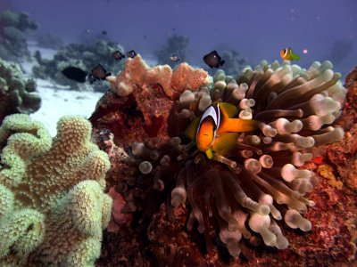 Two-Banded Anemonefish in Anemone  - Amphiprion Bicinctus