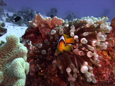 Two-Banded Anemonefish in Anemone  - Amphiprion Bicinctus 02