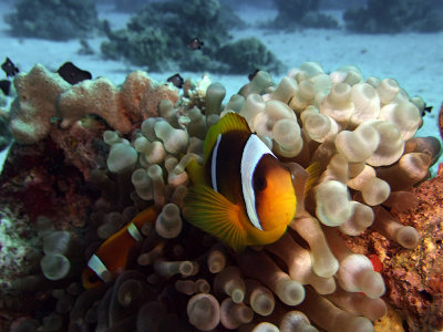 Two-Banded Anemonefish in Anemone  - Amphiprion Bicinctus 03
