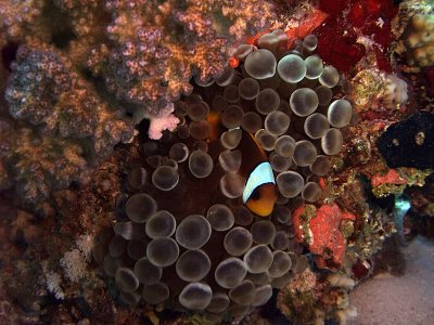Two-Banded Anemonefish in Anemone  - Amphiprion Bicinctus 04