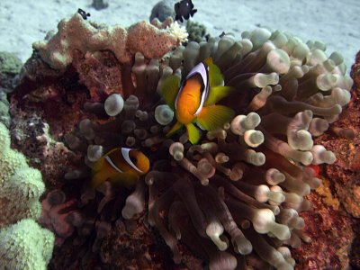 Two-Banded Anemonefish in Anemone  - Amphiprion Bicinctus Entacmaea Quadricolor