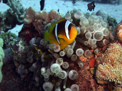 Two-Banded Anemonefish in Anemone  - Amphiprion Bicinctus Entacmaea Quadricolor 02